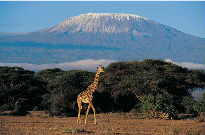 Kilimanjaro