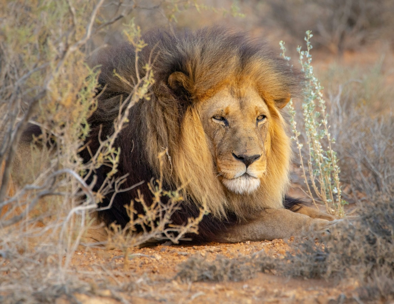 lion image