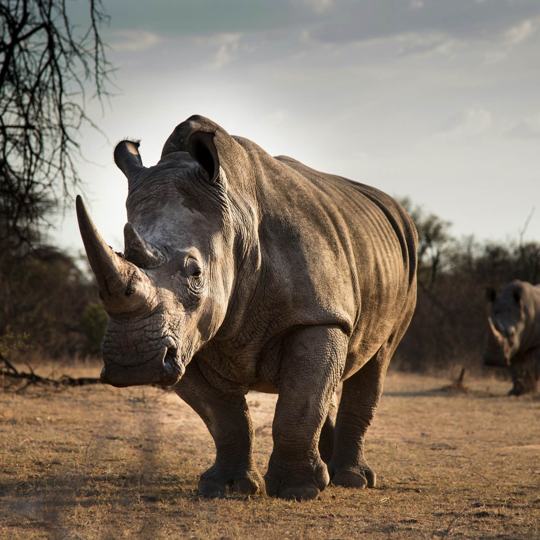 Rhinos