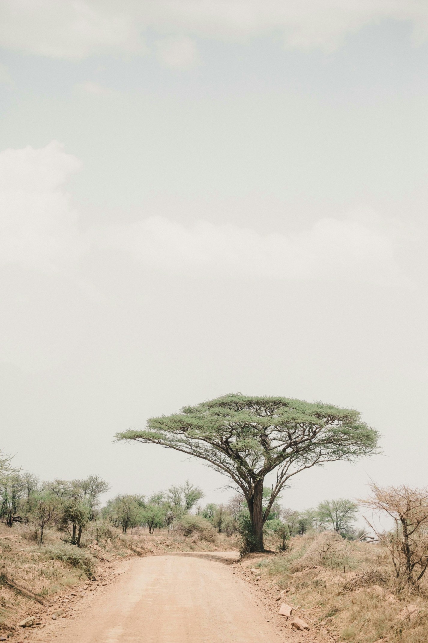 serengeti